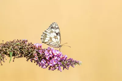Spelletje dammen, iemand?, de foto