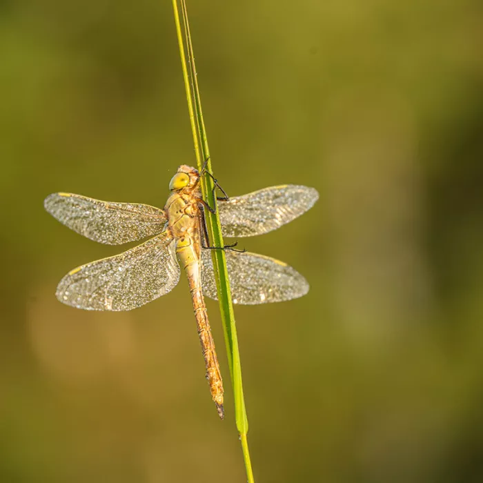 Libelle met gespreide vleugels vol dauwdruppels aan een grasstengel, tegen een olijfgroene achtergrond