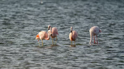 Flamingo's in het water, de foto