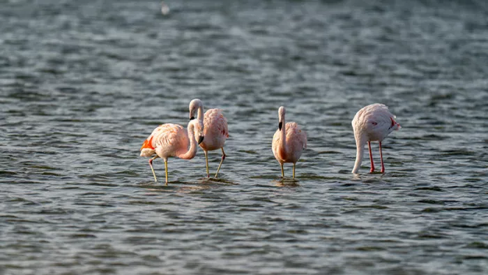 In Zeeland kun je flamingo's zien in het Grevelingenmeer, voornamelijk in de wintermaanden van oktober tot april. De vogels overwinteren hier en komen vanuit Duitsland, waar ze in de zomer broeden.