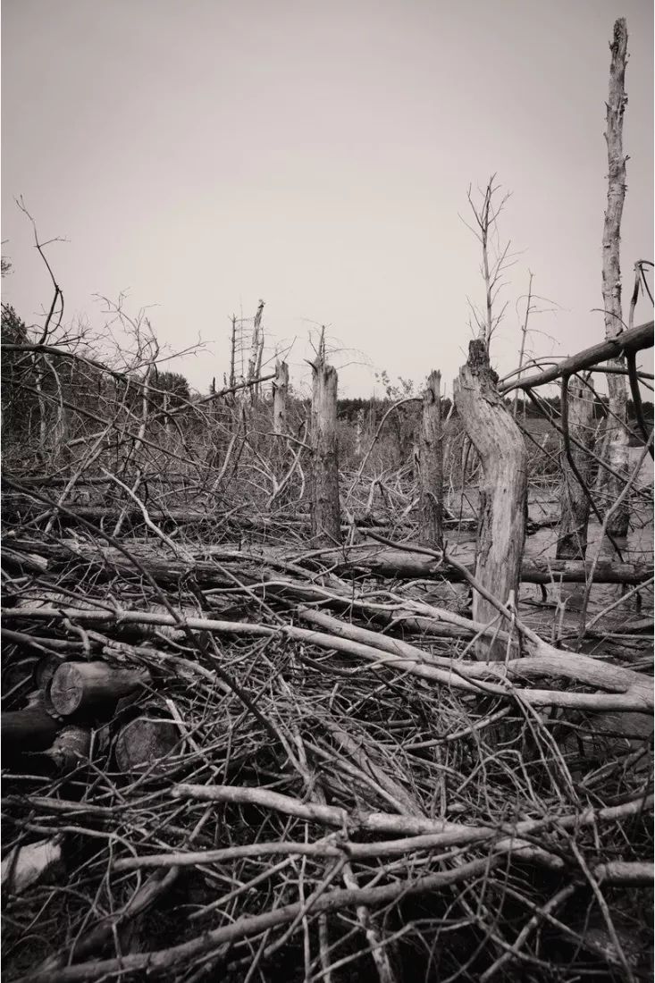 Afgestorven boomstammen en omgevallen takken in een natuurgebied onder een bleke lucht, in sepia