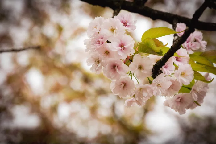 Tak met trossen lichtroze, gevulde kersenbloesem en frisgroene blaadjes in de Japanse tuin van Hasselt, voor een zacht vervaagde achtergrond.