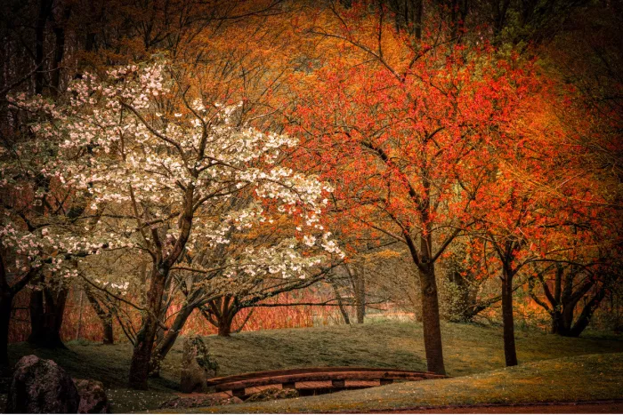 Wit bloeiende boom naast bomen in vurig oranje en rood, met een houten bruggetje en grote rotsblokken in de Japanse tuin van Hasselt.