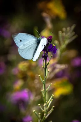 Stil moment, de foto