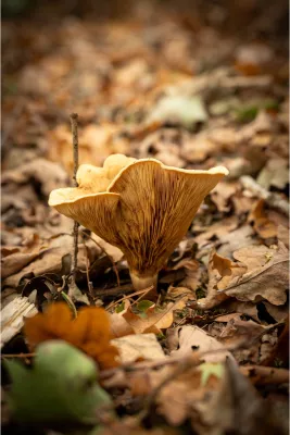 Geplooid goud, de foto