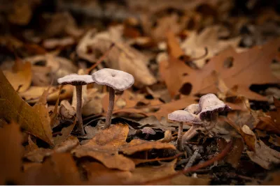 Elfenkring in paars, de foto