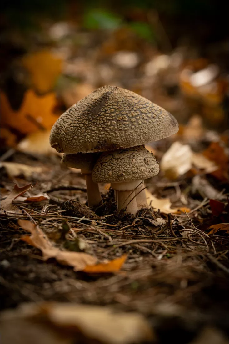 Drie paddenstoelen met grijsbruine geschubde hoed tussen dennennaalden en herfstbladeren