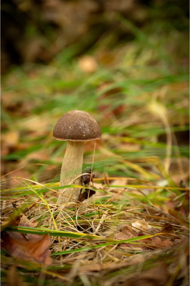 Boleet met donkerbruine hoed en lichte steel tussen groen en verdord gras