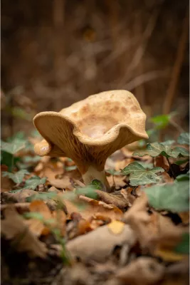 Trompet van het bos, de foto