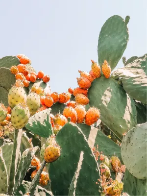 Cactusbloem, de foto