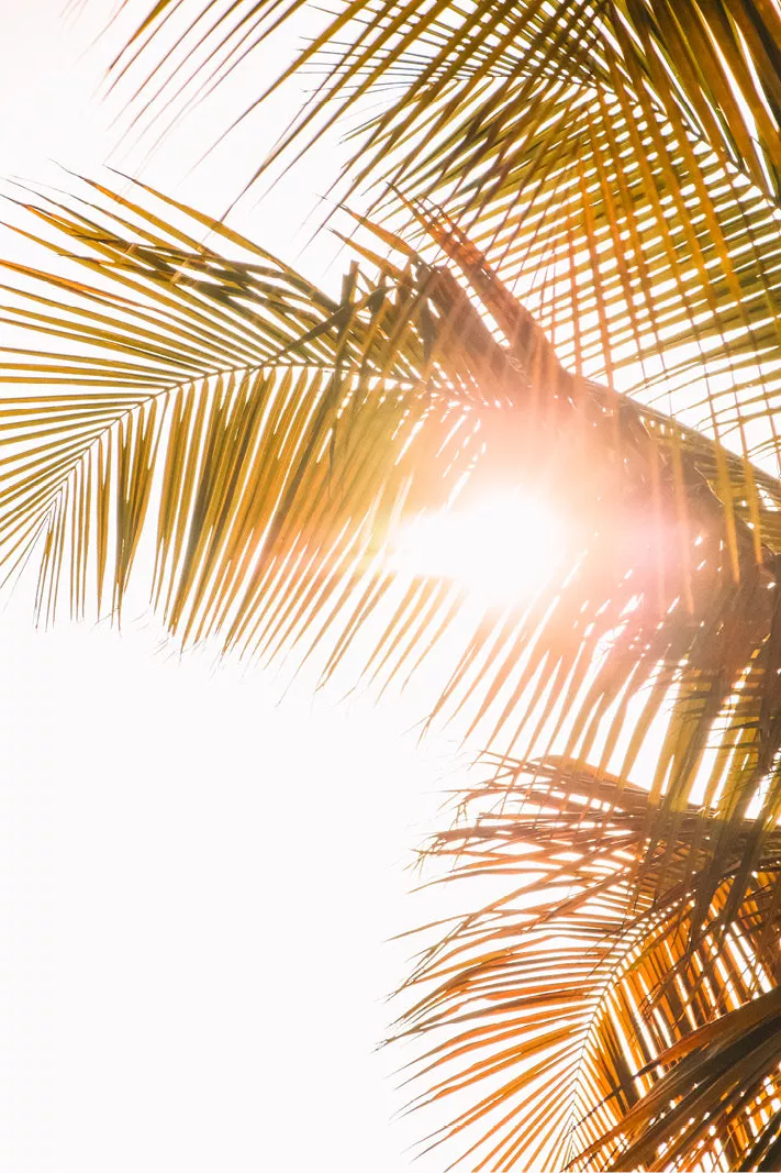 Palmbladeren in goudgele tinten met de zon die er fel doorheen schijnt tegen een witte lucht