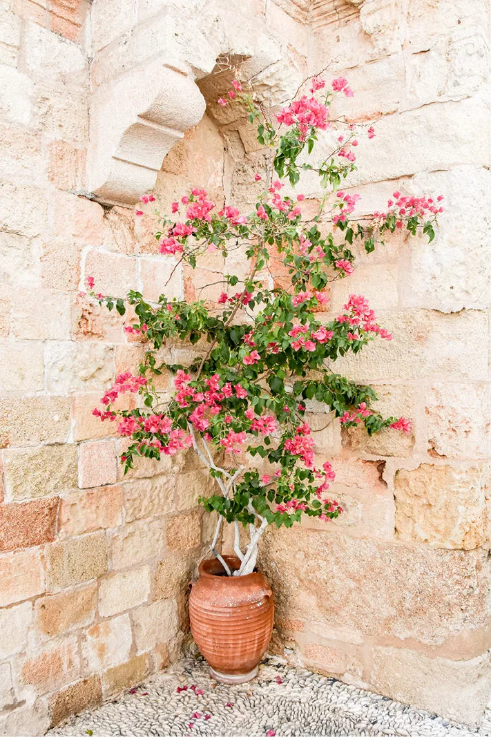 Plant met roze bloemen in een terracotta pot tegen een oude muur van zandkleurige natuursteen