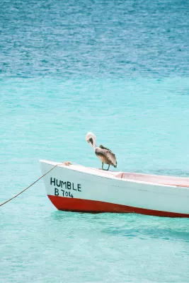 Een pelikaan, de foto