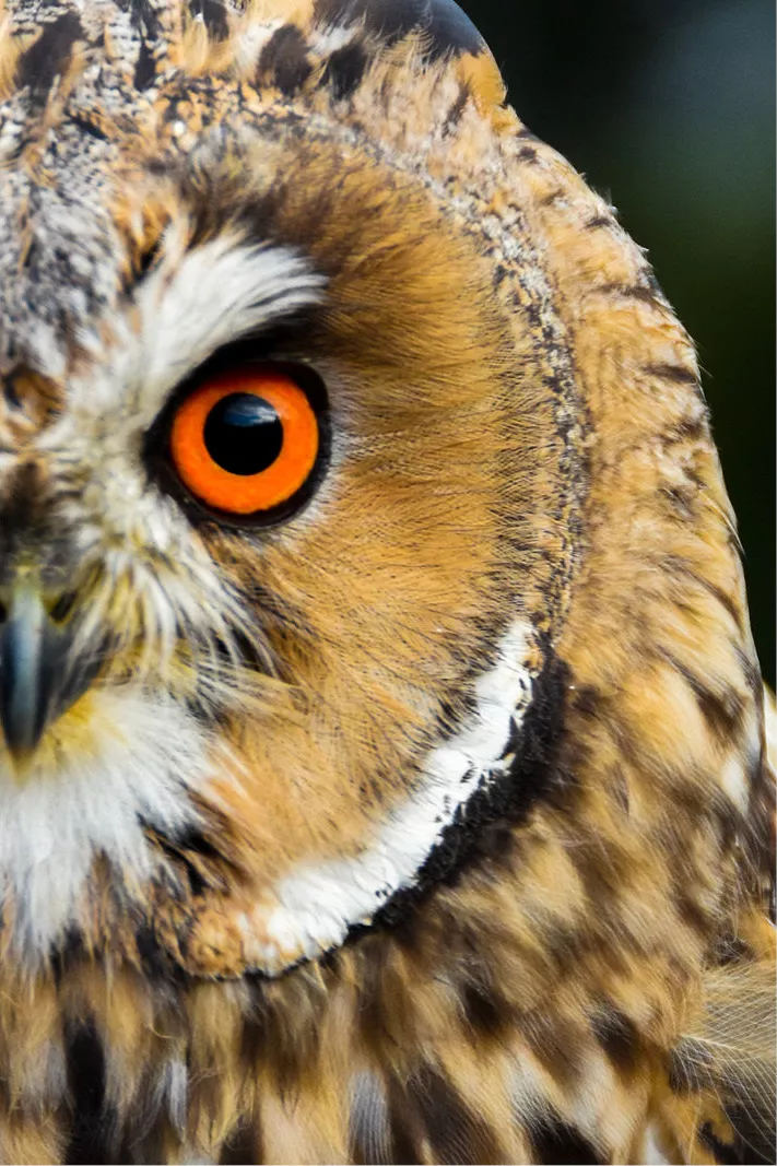 Close-up van een uil met een fel oranje oog en bruine en witte veren