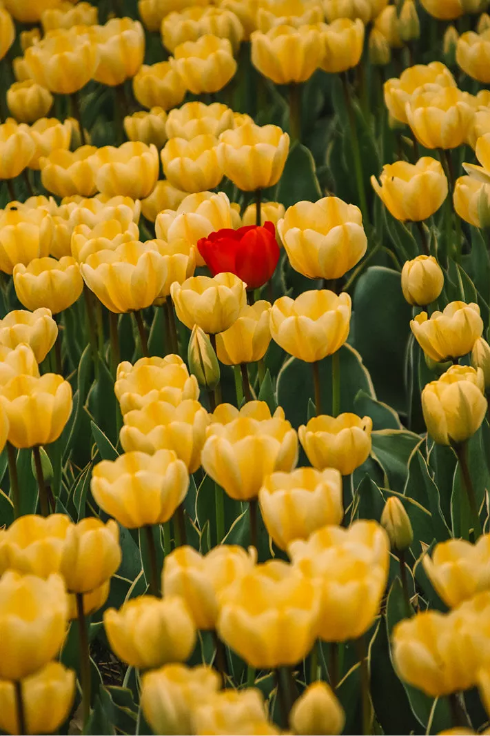 Rode tulp tussen een veld vol gele tulpen met groene bladeren