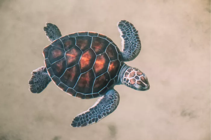Jonge zeeschildpad van bovenaf gezien met gespreide vinnen tegen een zandkleurige achtergrond