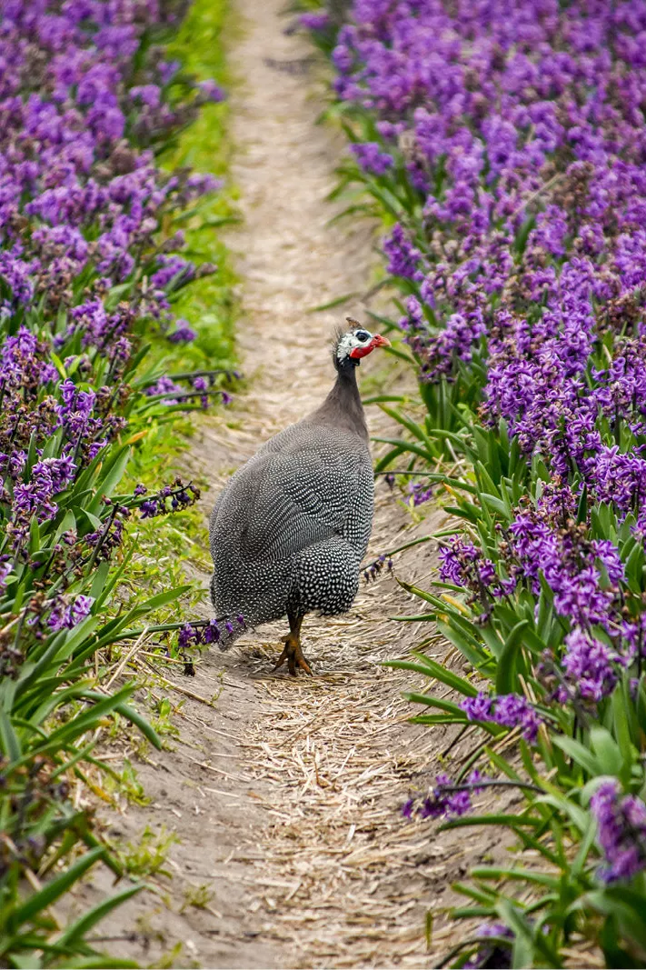 Parelhoen op een zandpad tussen twee rijen paarse bloemen in een bloemenveld