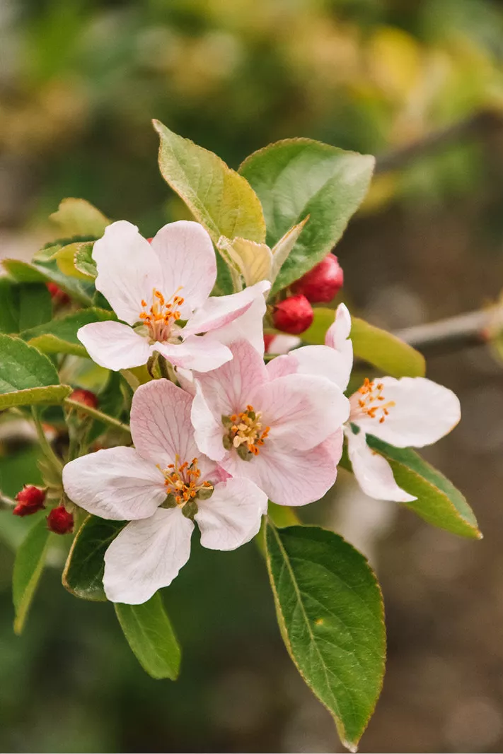 Tak appelbloesem met wit-roze bloemen, rode knoppen en groene bladeren