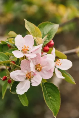 Appelbloesem, de foto