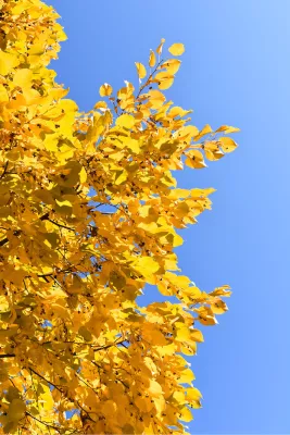 Herfst, de foto