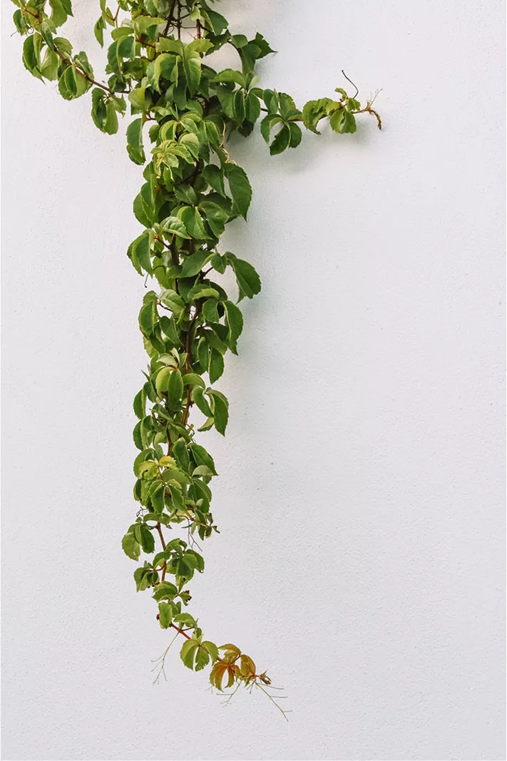 Groene ranken van wilde wingerd die over een witte muur naar beneden hangen