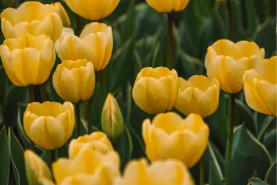 Tuiltje tulpen, de foto