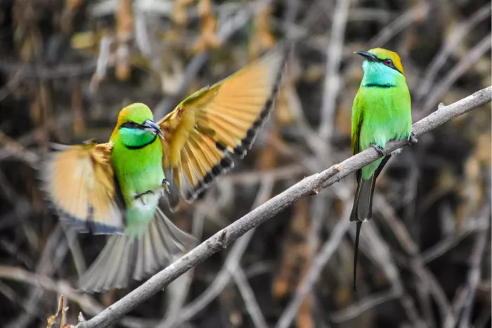 Twee groene bijeneters op een tak, de ene met gespreide vleugels