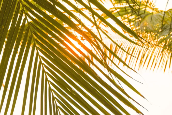 Palmbladeren in tegenlicht met een oranje zonnegloed in een witte lucht