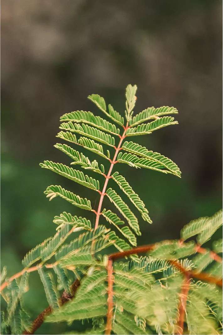 Macro van een plantje met fijn geveerde groene blaadjes aan roodbruine steeltjes
