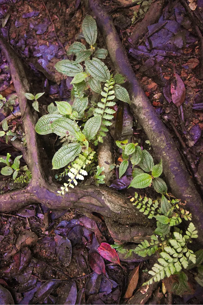 Kleine groene plantjes en varentjes tussen oude wortels en paarse bladeren op de bosbodem