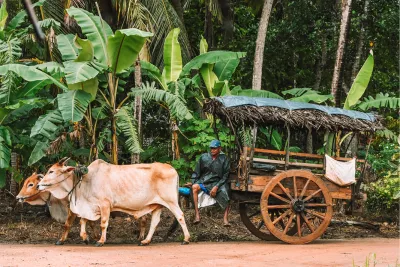 Ossenwagen, de foto