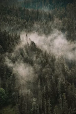 Mist in de dennen, de foto