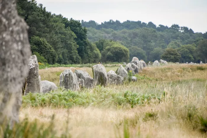 Rij staande stenen in een grasveld voor een bos, met links op de voorgrond een menhir met korstmos.