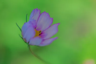 Cosmea in Zacht Groen, de foto