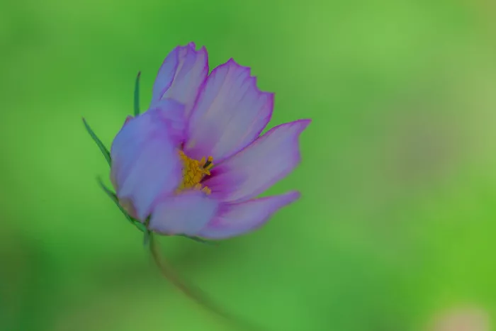 Paarse cosmea met geel hart tegen een zacht onscherpe, groene achtergrond.