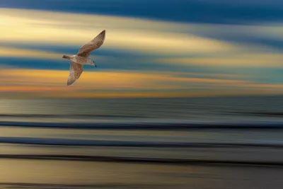 Meeuw boven Vloeiende Zee, de foto