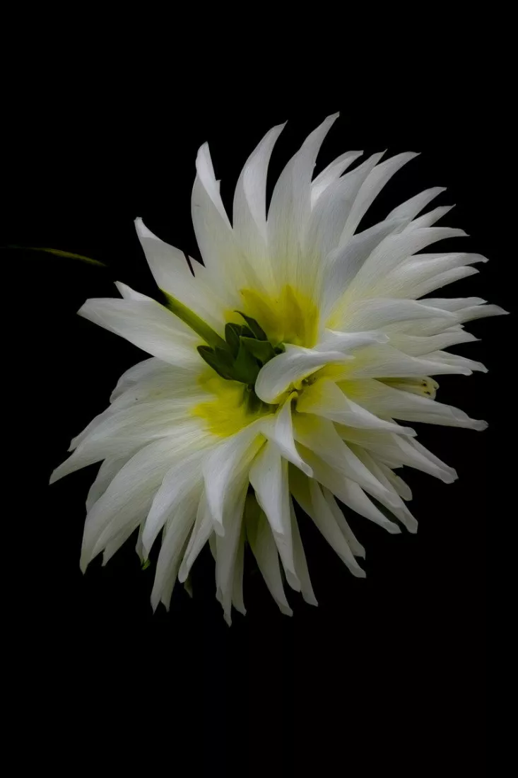 Witte dahlia met spitse bloemblaadjes en een geelgroen hart tegen een zwarte achtergrond