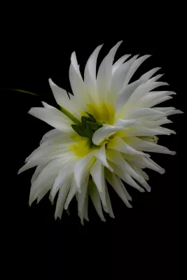 Witte Dahlia op Zwart, de foto