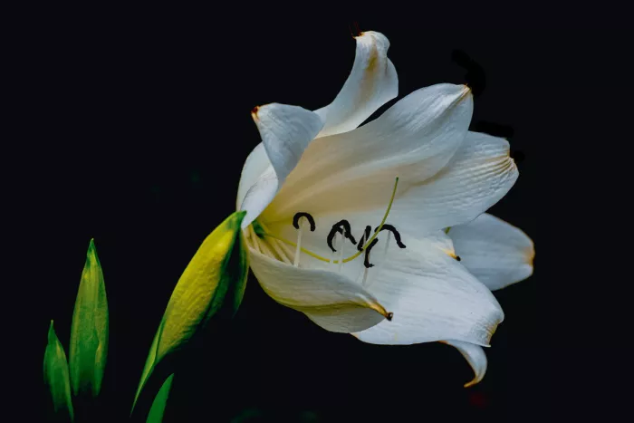 Witte bloem met open kelk en gebogen meeldraden tegen een zwarte achtergrond, met groene knoppen links onderaan.