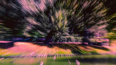 Boom in Paarse Stralen, de foto