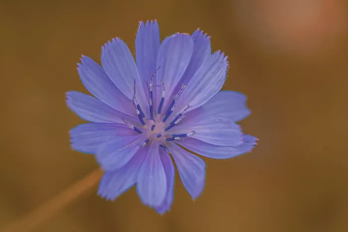 Close-up van een blauwpaarse cichoreibloem met franjerige bloemblaadjes tegen een olijfbruine achtergrond.