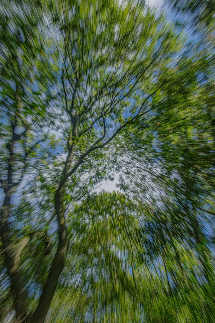 Kijk omhoog door boomkruinen met groen loof en blauwe lucht die als draaiende strepen naar het midden toe lopen.