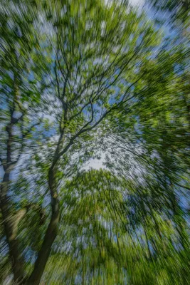 Spiraal door het Bladerdak, de foto