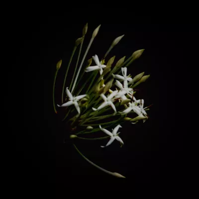 Sterbloemen op Zwart, de foto