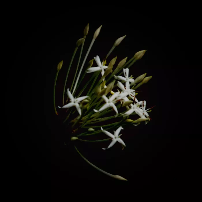 Witte sterbloemen met lange stelen en spitse knoppen die als een waaier uitspreiden tegen een zwarte achtergrond