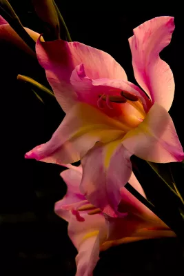Roze Gladiool in Schaduw, de foto