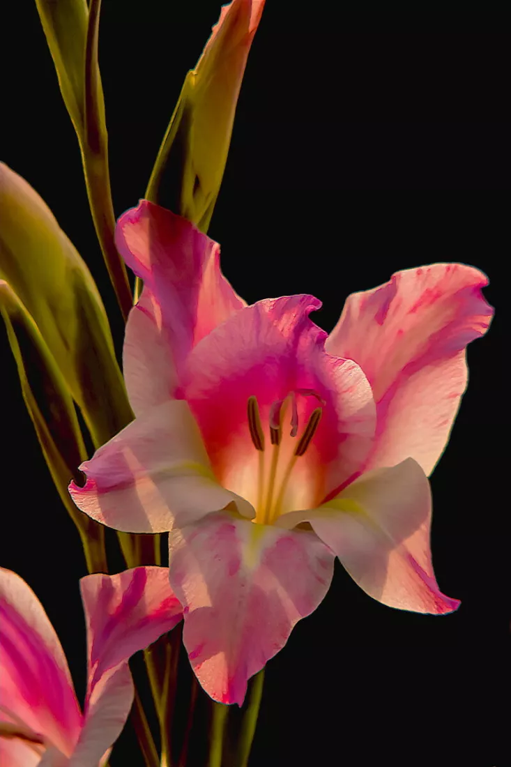 Roze gladiool met open bloemblaadjes en groene knoppen tegen een zwarte achtergrond.
