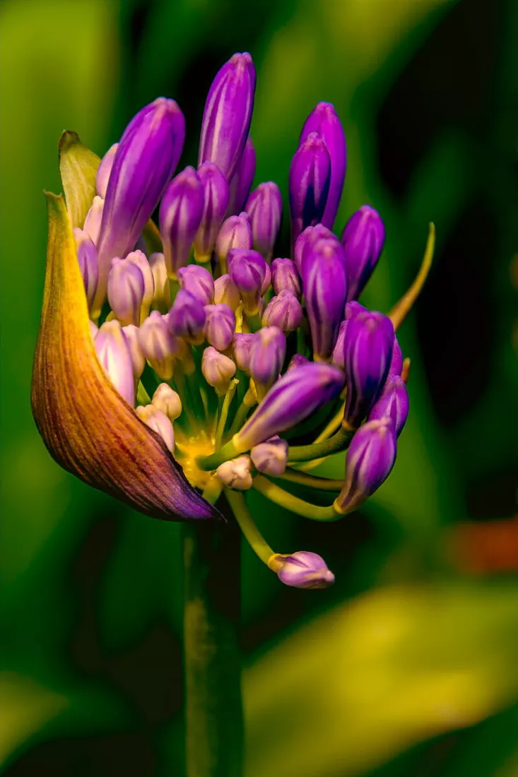 Cluster paarse bloemknoppen van een agapant met een gebogen schutblad links, tegen een donkergroene, zachte achtergrond.