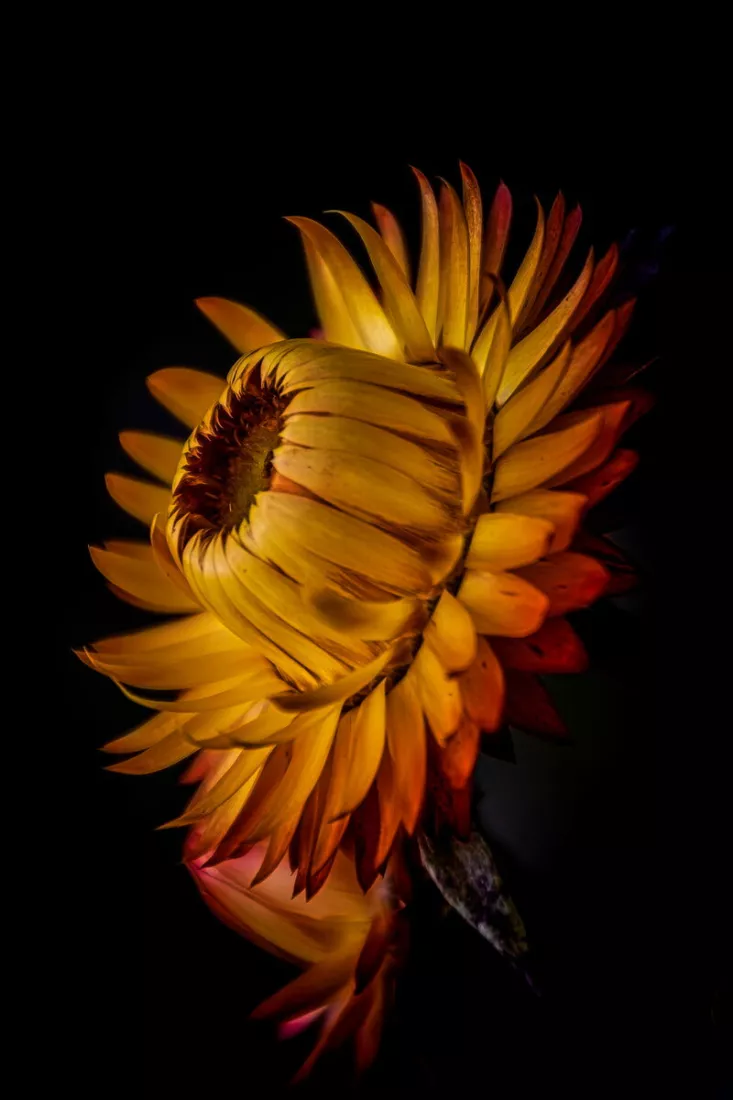 Gele strobloem met spitse, uitwaaierende bloemblaadjes in geel en oranjebruin tegen een zwarte achtergrond.