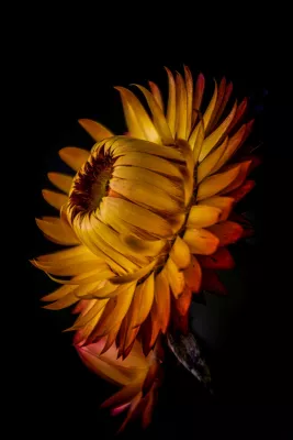 Strobloem in Goudgeel, de foto